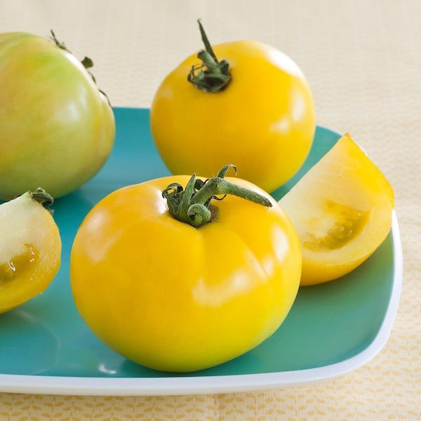 Bonnie Plants 19 oz. Lemon Boy Yellow Tomato Plant 0226 - The Home