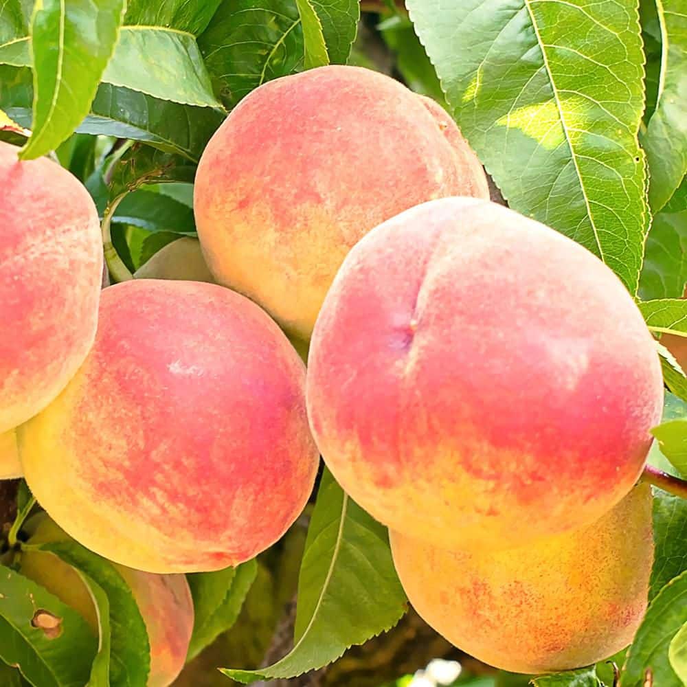 7 Gal. Flordaking Peach Fruit Tree PCHFLK07G - The Home Depot