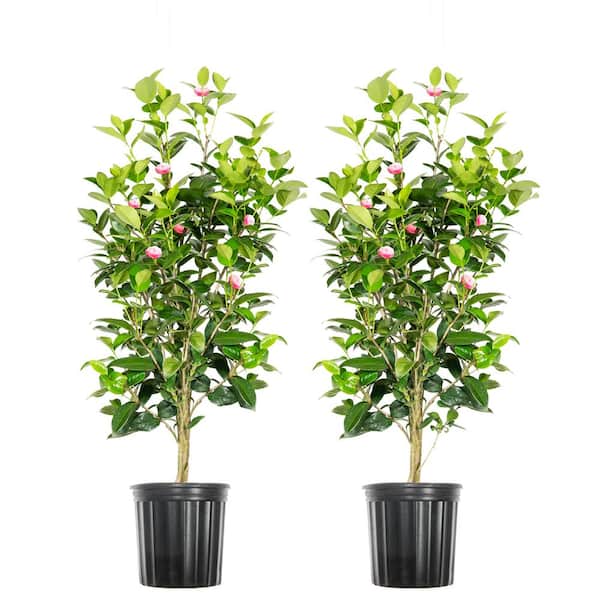 3. Gal Pink Perfection Camellia Flowering Shrub (2-Pack)