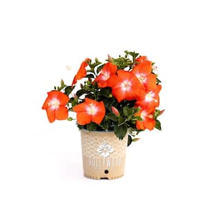 2 Gal. Hollywood Heartbreaker Orange and White Flower Annual Hibiscus Plant
