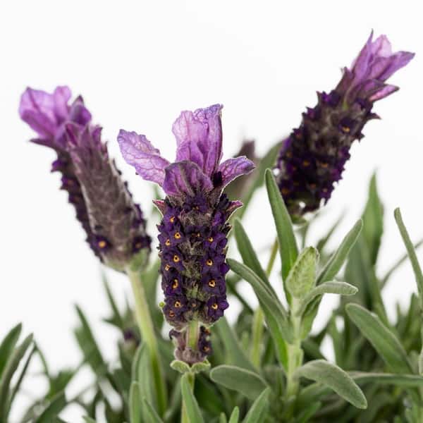 1.5 Pt. Spanish Lavender Purple Perennial Plant (5-Pack)