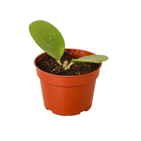 Unbranded Obovata (Hoya) Plant in 4 in. Grower Pot
