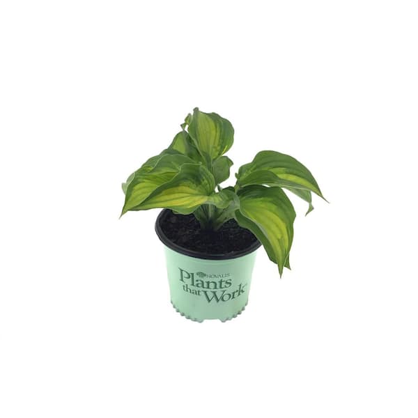 Plants That Work Plantain Lily Hosta Old Glory Live Plant