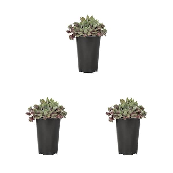 METROLINA GREENHOUSES 2 qt. Sempervivum Chick Charms Glacier Blue Perennial Plant (3-Pack)