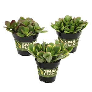 Classic Jade Succulent Easy Care Houseplants (Crassula) in 3.5 in. Grower Pots (3-Pack)