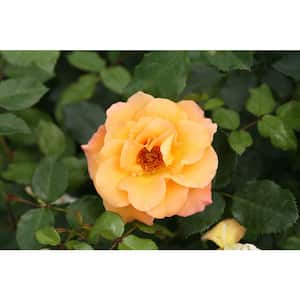 4.5 in. Qt. Suñorita Landscape Rose (Rosa) Live Plant, Shrub, Orange Flowers