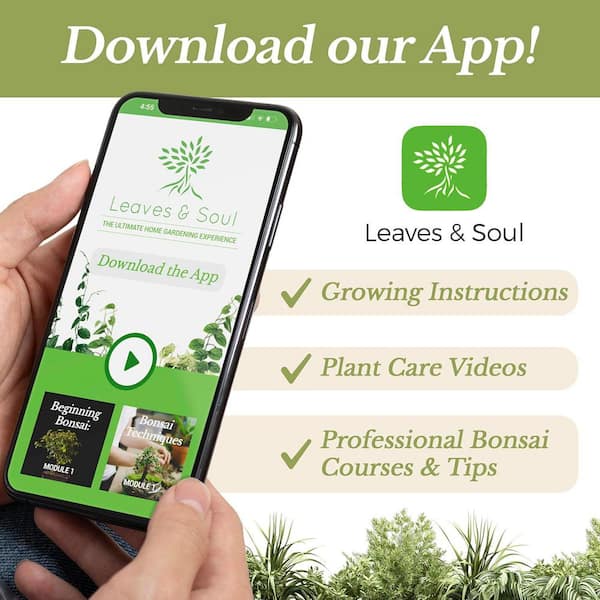 LEAVES AND SOUL Professional Snake Plant Soil, 2.2 qt., Ready to Use, Peat  Moss, Coco Coir, Perlite, Dolomite, B0C5N596H9 - The Home Depot