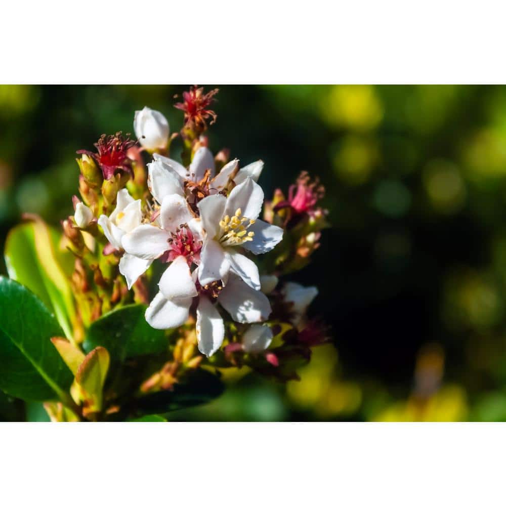 Alder & Oak #5 Container Indian Hawthorn Shrub RAMI05 - The Home Depot