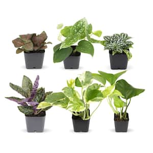 2 in. Assorted Mini-Foliage (6-Pack)