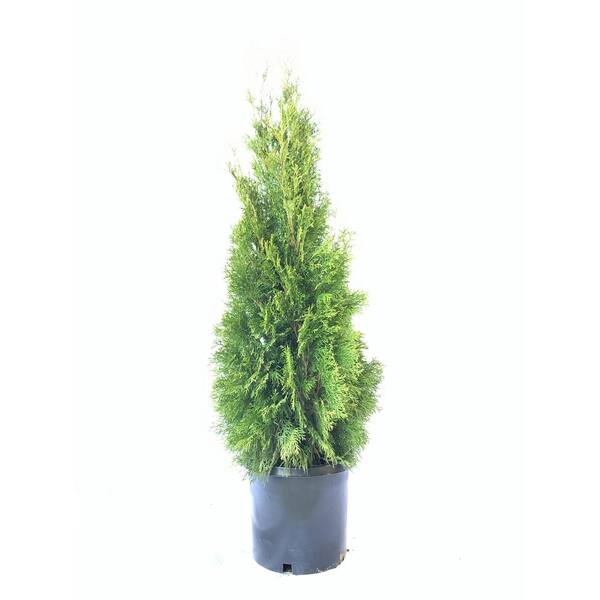 Fusion Arborvitae 'Emerald Green' 5 1001677001 The Home Depot