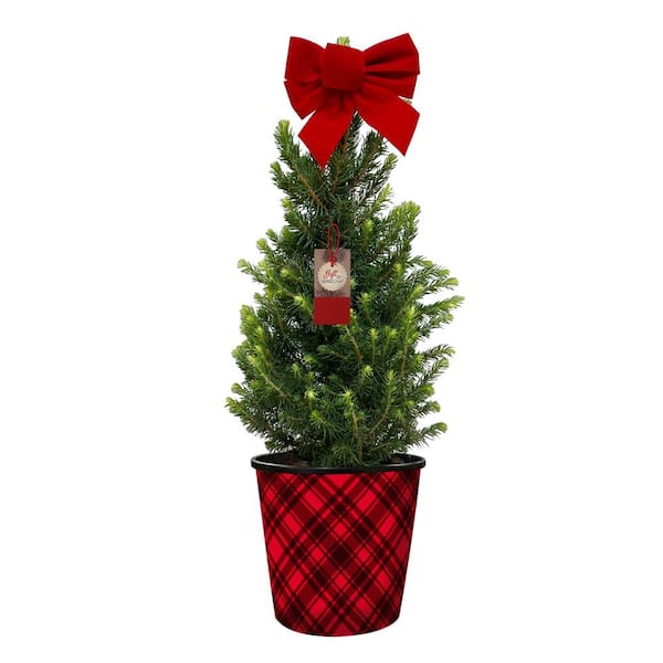 BELL NURSERY 1 Gal. Picea Conica (Dwarf Alberta Spruce) Live Evergreen Shrub in Decorative Holiday Pot