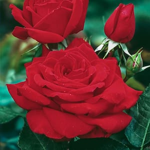 Mister Lincoln Hybrid Tea Rose, Dormant Bare Root Plant with Red Color Flowers (1-Pack)