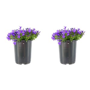 2.5 qt. Campanula Portenschlagiana Clockwise Blue Perennial Plant with Blue Flowers (1-Pack)