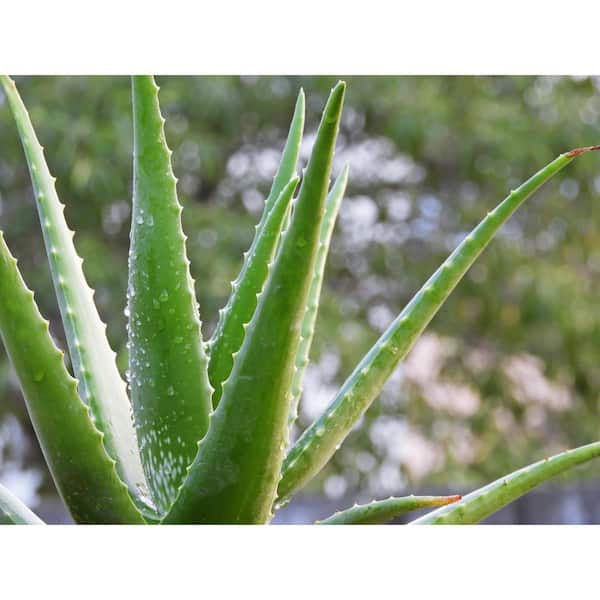 Pure Beauty Farms 1.5 Gal. Aloe Vera Live Succulent Plant in 8.25 in.  Growers Pot DC2GALOEVERA - The Home Depot