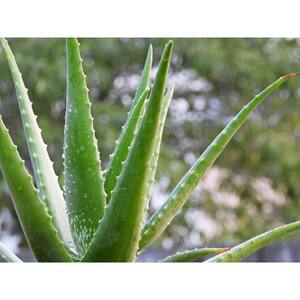 2.5 Qt. Succulent Aloe Vera Plant in 8 In. Resin Whiskey Barrel Pot