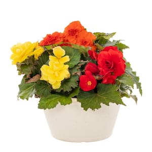 1 Gal. Begonia in Decorative Bowl Orange, Red and Yellow Multicolor Annual Plant (1-Pack)