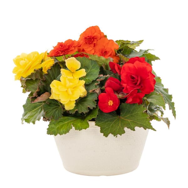 METROLINA GREENHOUSES 1 Gal. Begonia in Decorative Bowl Orange, Red and ...