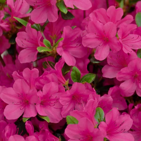 national PLANT NETWORK  Gal. Rene Michelle Azalea Plant with Pink  Blooms HD7617 - The Home Depot