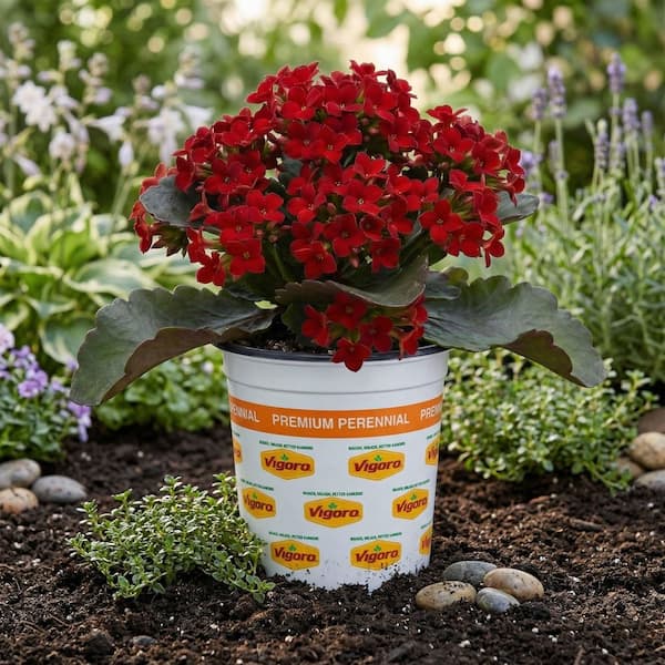 Kawahara Nurseries 1 Qrt Mandala Kalanchoe Plant with Dark Red