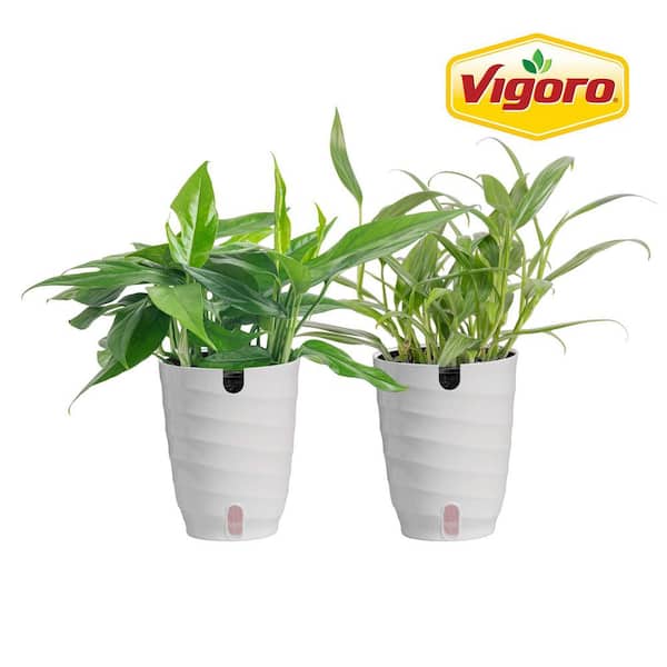 Vigoro Epipremnum Assortment Indoor Plants in 6 in. White Decor