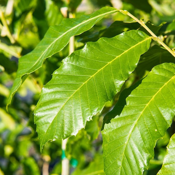 Perfect Plants American Hybrid Chestnut Tree 1 Gal. Growers Pot, Deciduous  Chestnut Tree THD-AHChsnut-1G - The Home Depot