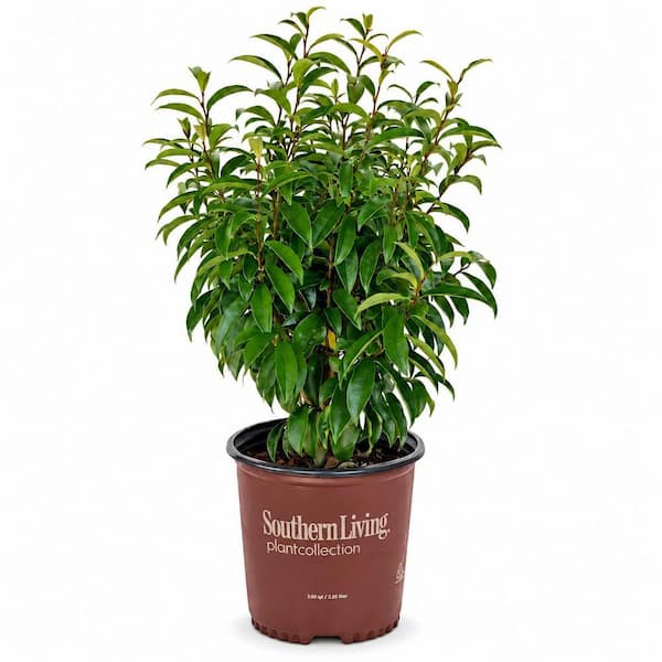 2 Gal. Stellar Ruby Magnolia Shrub (Banana Shrub), Live Evergreen Shrub, Pink Fragrant Flowers