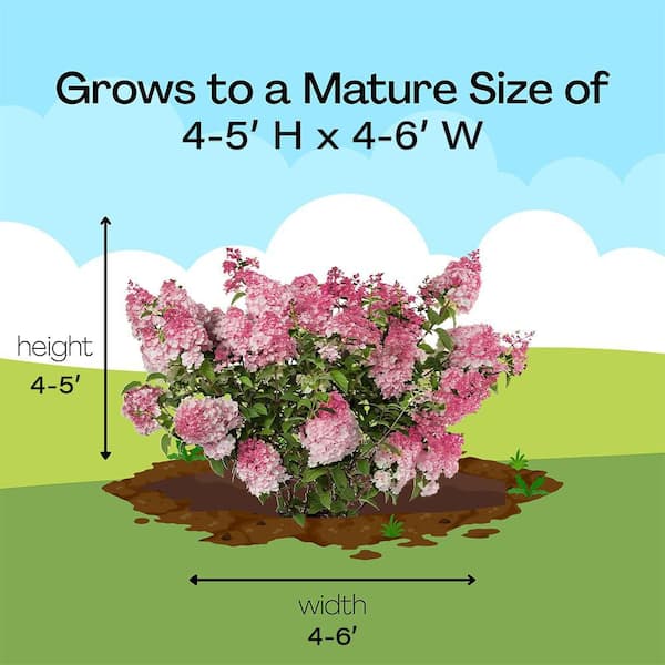 FIRST EDITIONS 2 Gal. Spring Sizzle Hydrangea Shrub in Decorative