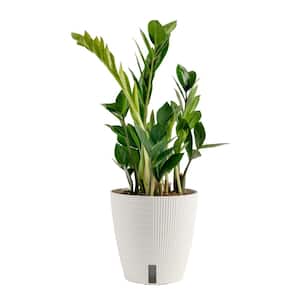 Zamioculcas Zamiifolia ZZ Indoor Plant in 6 in. White Cylinder Pot, Avg. Shipping Height 10 in. Tall