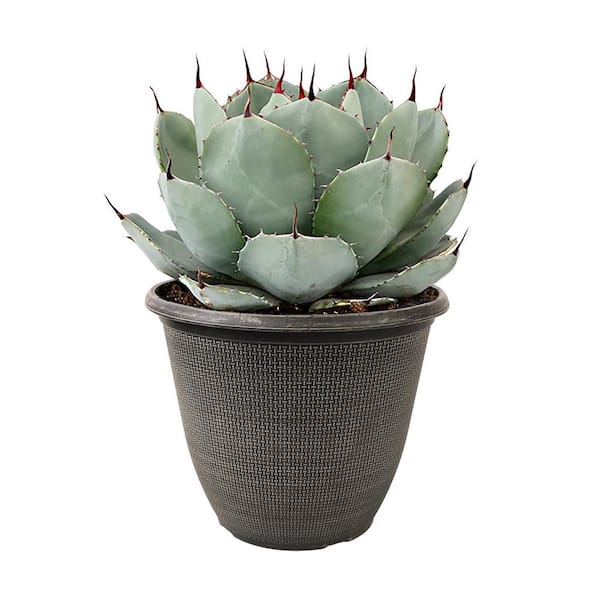 8 in. SPH Agave Parryi Truncata Plant in Pot 1006126039 - The Home