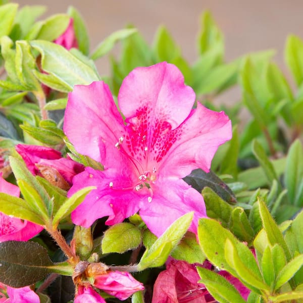 ENCORE AZALEA 3 Gal. Autumn Sangria Shrub with Neon Pink