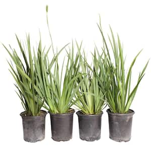 #1 Container Fortnight Lily Plants (4-Pack)