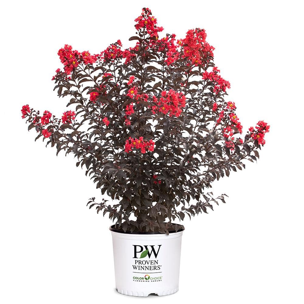 PROVEN WINNERS 5 Gal. Center Stage Red Crape Myrtle Tree with Bright ...