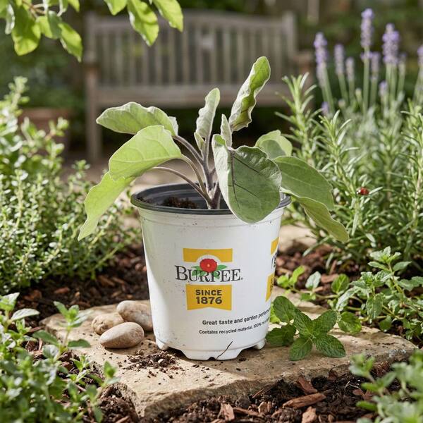 Burpee 3.5 in. Asian Delight Purple Eggplant Plant (4-Pack