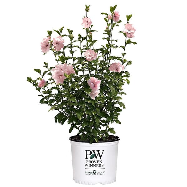 PROVEN WINNERS 2 Gal. Sugar Tip Rose of Sharon (Hibiscus) Shrub with Clear Pink Double Flowers