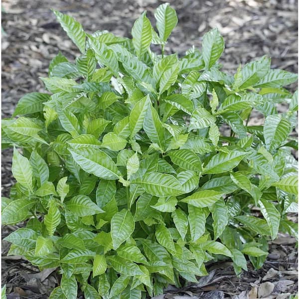 Wekiva Foliage Little Psycho Dwarf Coffee Plant-4 Live Starter Plants in 2 Inch Pots-Psychotria Nervosa-Florida-Native Perennial