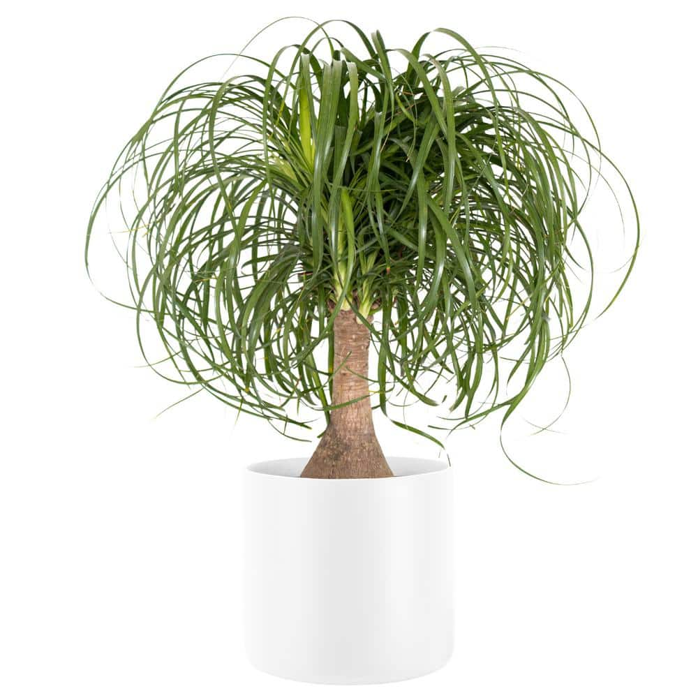 United Nursery Ponytail Palm Beaucarnea recurvata Live Houseplant in 10 ...