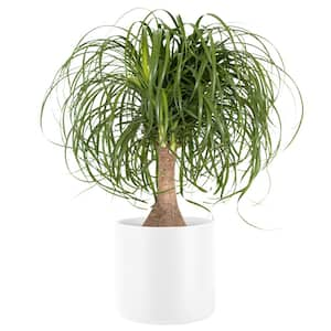 Ponytail Palm Beaucarnea recurvata Live Houseplant in 10 in. Premium White Fiberglass Pot