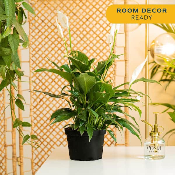 Spathiphyllum Peace Lily Indoor Plant in 6 in. Grower Pot, Avg. Shipping Height 1-2 ft. Tall