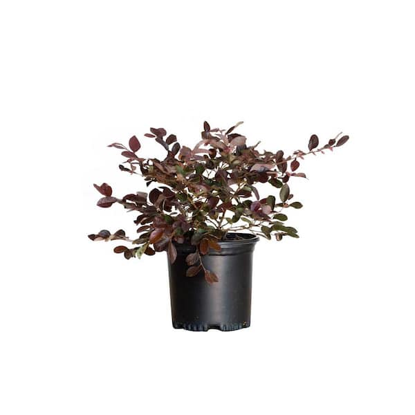 FLOWERWOOD 2.5 Qt - Ruby Loropetalum - Live Evergreen Shrub with Purple Foliage