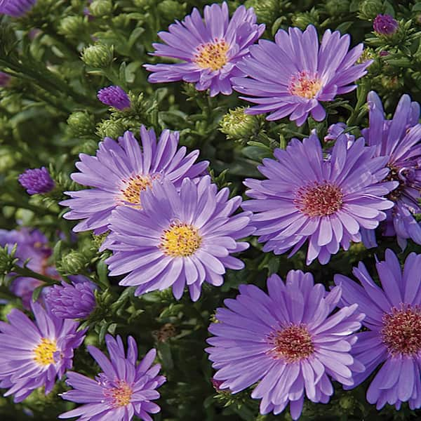 METROLINA GREENHOUSES 2.5 Qt. Days Blue and Purple Aster Plant 21442 ...