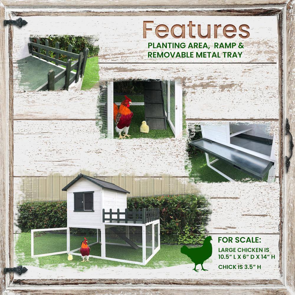 White and Black Elevated Wooden Chicken Coop with Ramp and Wire Mesh Run
