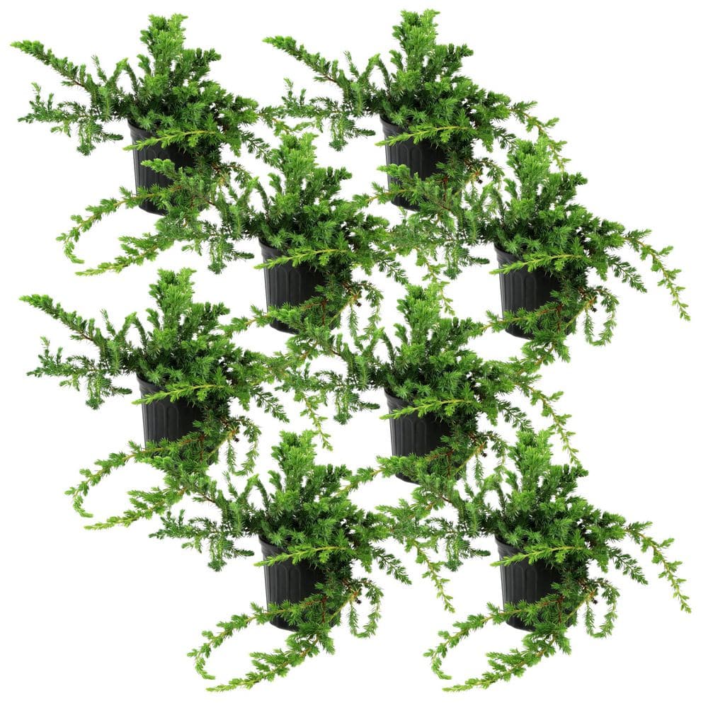 1 gal. Juniper Blue Rug Shrub (8-Pack) price history on PriceWatchPro