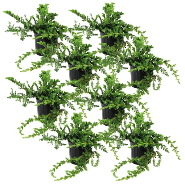 1 gal. Juniper Blue Rug Shrub (8-Pack)