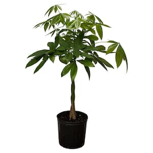 1.9 Gal. Pachira Braid Indoor Money Tree Plant in 9.25 in. Grower Pot