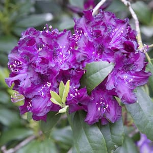 1.50 Gal. Pot, Boursault Rhododendron, Live Broadleaf Evergreen Flowering Shrub (1-Pack)