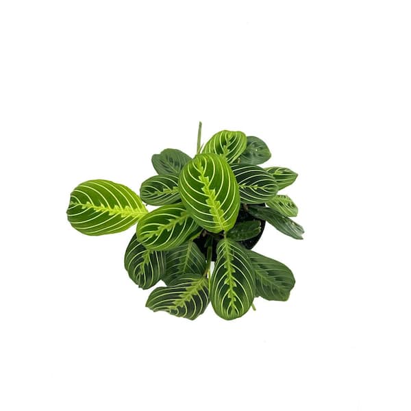 HAMPSHIRE FARMS 6 in. Maranta Lemon Lime Plant in Grower Pot