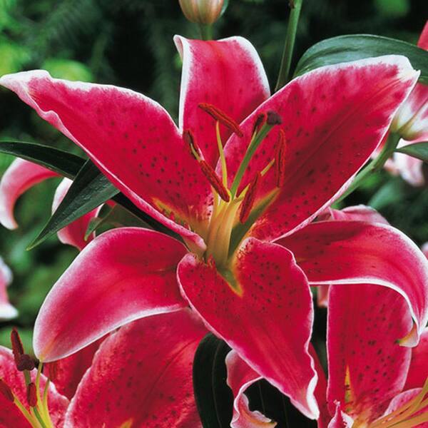 Breck's Oriental Lily Stargazer Bulbs (4-Pack) 62474 - The Home Depot