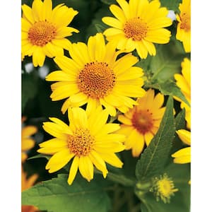 0.65 Gal. Tuscan Sun Perennial Sunflower (Heliopsis) Live Plant, Yellow Flowers