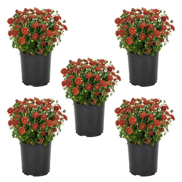 METROLINA GREENHOUSES 1.5 PT. Red Mum Chrysanthemum Perennial Plant (5-Pack)
