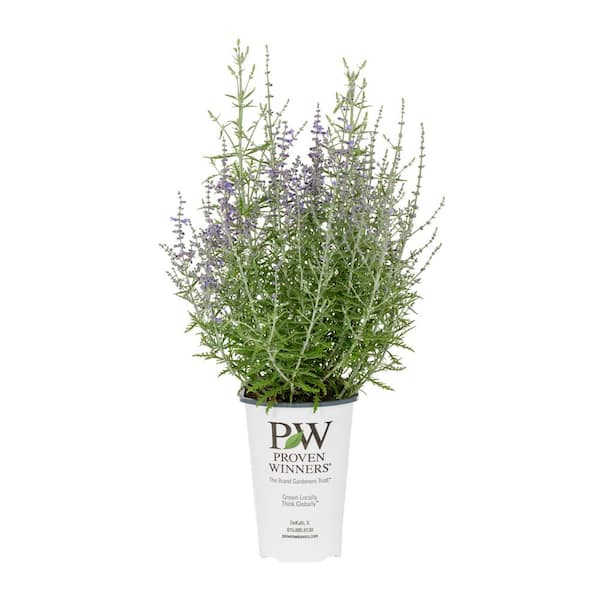 2.5 Qt. Sage Denim And Lace Plant with Purple Blossoms in Grower pot